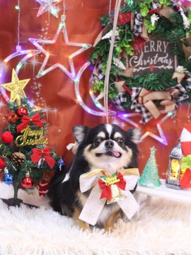 20231202ごまくん